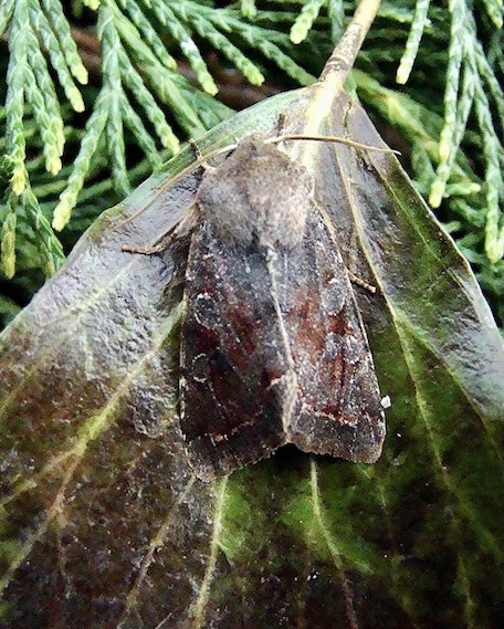 clouded drab